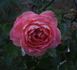 Happy Memories rose photo