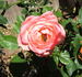 Happy Memories rose photo