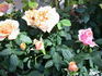 Maya Kordana ® rose photo