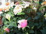 Maya Kordana ® rose photo