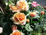 Maya Kordana ® rose photo