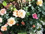Maya Kordana ® rose photo