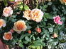 Maya Kordana ® rose photo