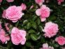 Flinders rose photo