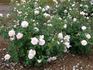 Onkaparinga rose photo
