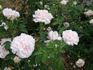 Onkaparinga rose photo
