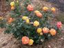 Wildfire rose photo