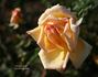 Crock O' Gold rose photo