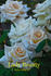 Lady Beauty rose photo