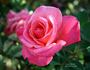 Sweet Gesture rose photo
