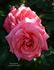 Sweet Gesture rose photo