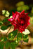 Velvet Hour rose photo