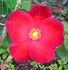 Cocorico rose photo