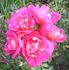 Big Splash rose photo