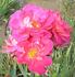 Big Splash rose photo