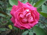Madame Scipion Cochet rose photo