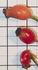 Patricia Macoun rose photo
