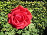 California Centennial rose photo