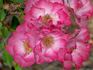 Angel Darling rose photo