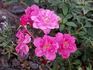 Sachet ™ rose photo