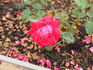 California Centennial rose photo