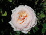 Chief Seattle rose photo