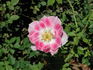 Jewel Box rose photo