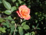 Crackling Fire ™ rose photo