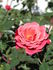 This Is The Day ™ rose photo