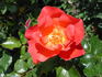 All That Jazz rose photo
