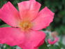 Radway Sunrise rose photo