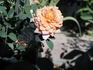 Cinnamon Delight ™ rose photo