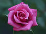Odessa rose photo