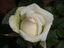 Peter Cottontail ™ rose photo
