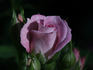 Raindrops rose photo