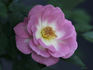 Raindrops rose photo