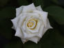 Whirlaway ™ rose photo