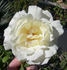 Cyril Fletcher rose photo