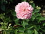 Alisha rose photo