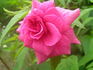 Red Sweetheart rose photo