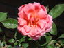Invitation (hybrid tea, Swim rose photo