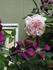 Pink Powderpuff rose photo