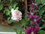 Pink Powderpuff rose photo
