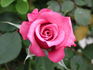 Blue Magic rose photo