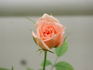 Baby Darling, Cl. rose photo