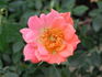 Carmela rose photo