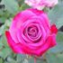 Karaoke ™ rose photo