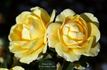 Princess Alice rose photo
