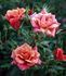 Copper Sunset ™ rose photo