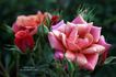 Copper Sunset ™ rose photo